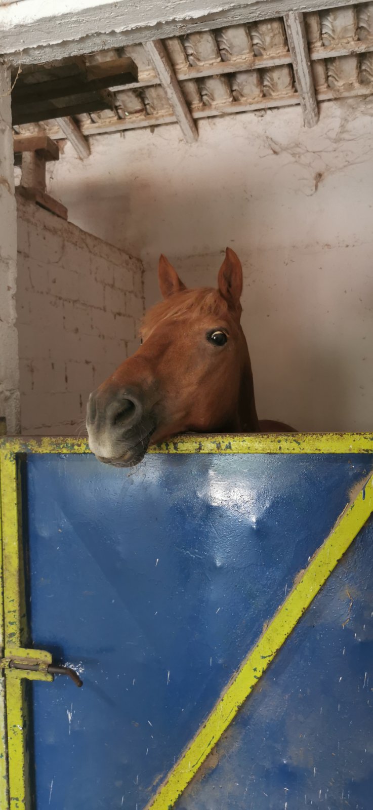 gs2023-353-ippasia-040